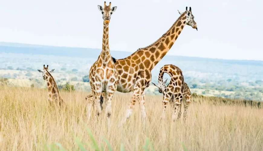 Best of the Best Lodges in Murchison Falls