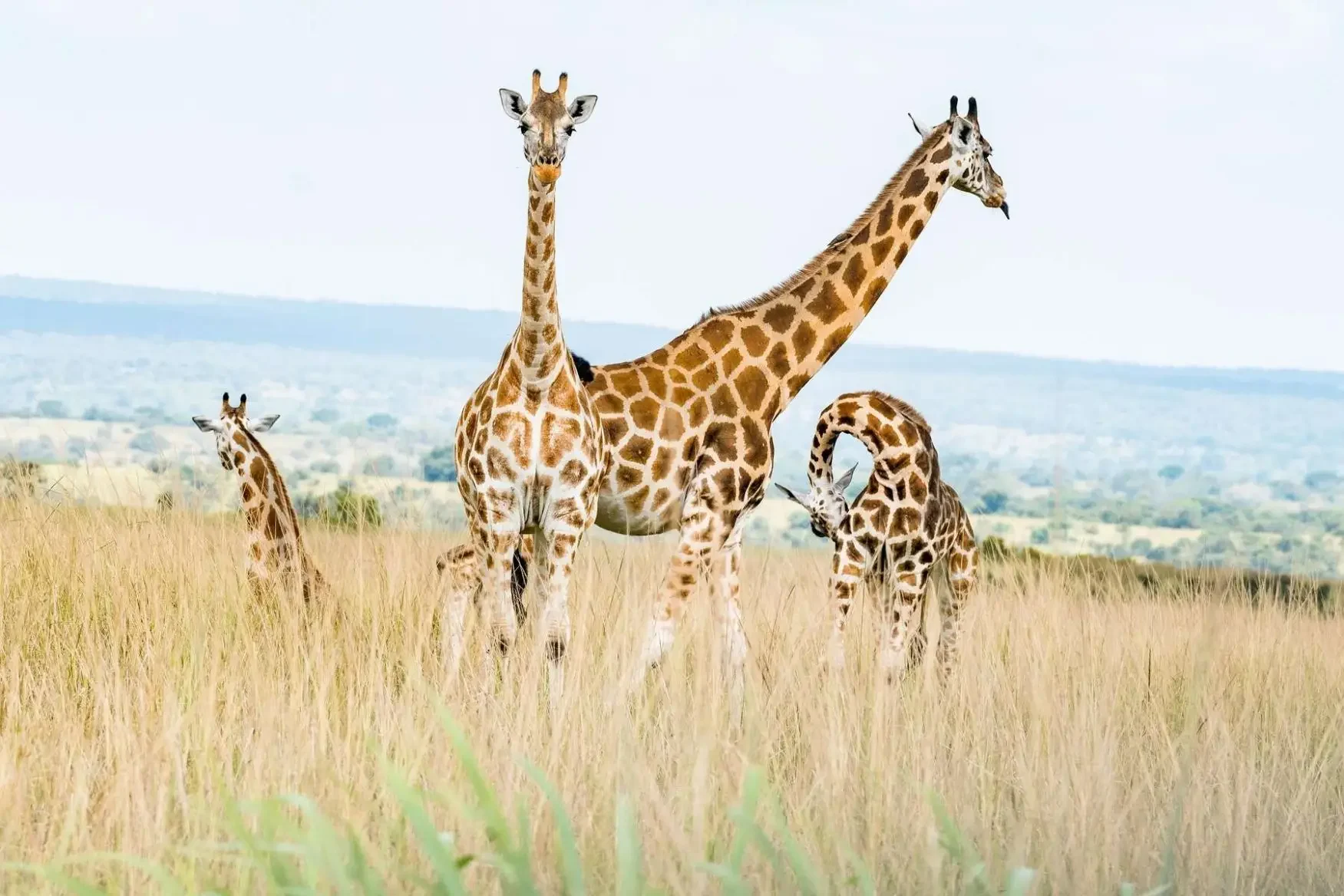Best of the Best Lodges in Murchison Falls