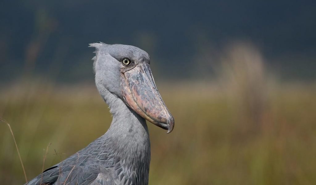 Mabamba Shoebill Safari Uganda